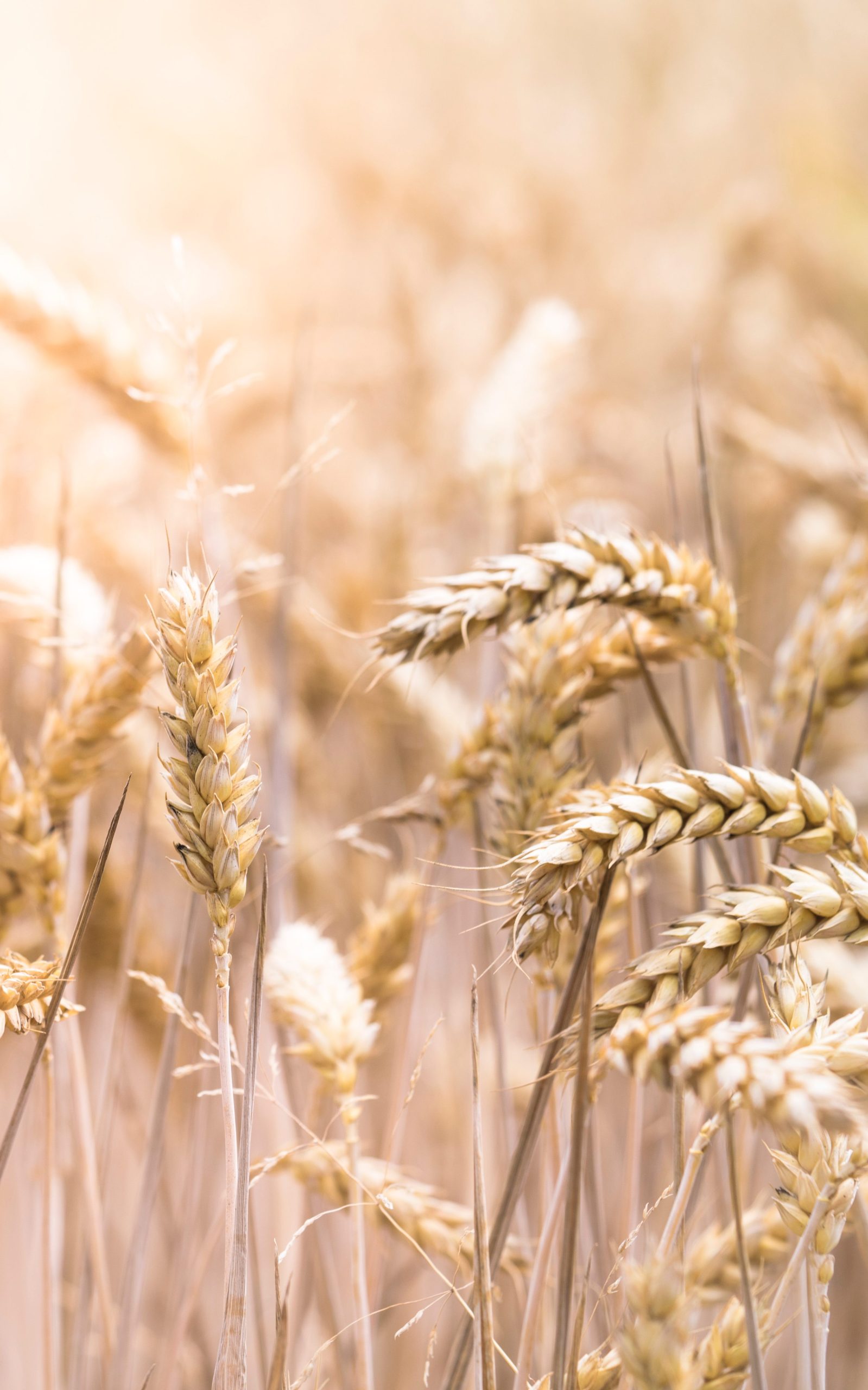 wheat stalks in the sunshine