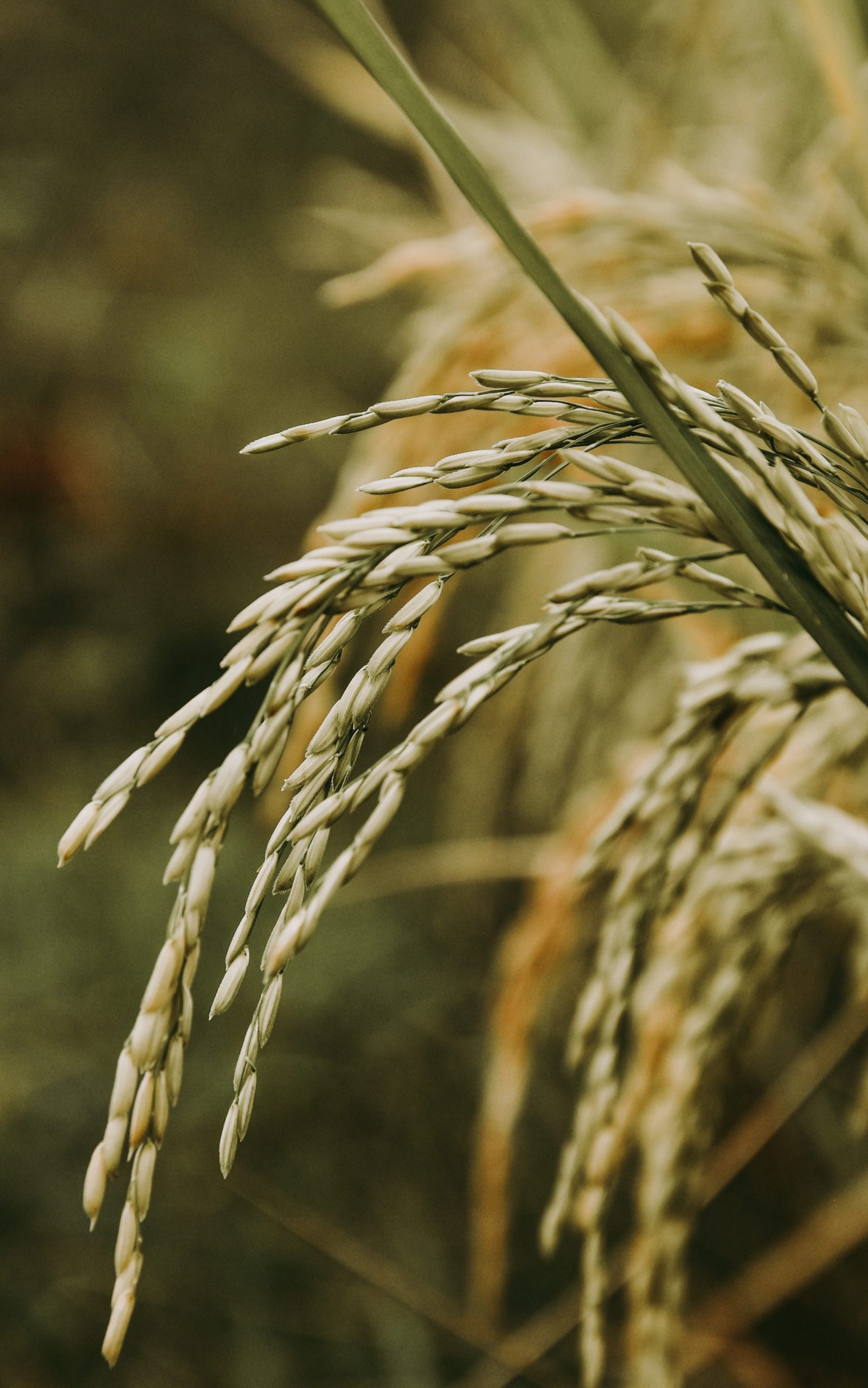 rice grains showing in a stalk